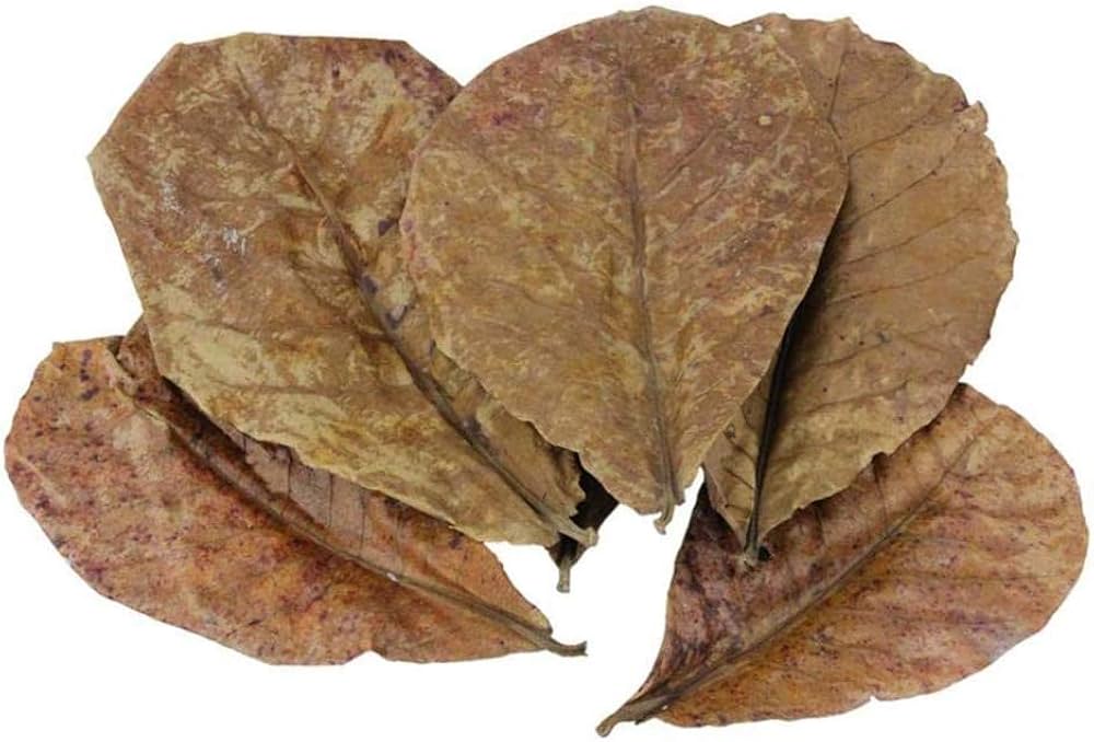 Catappa Yaprağı 10 lu Paket 30 cm - Okyanus PetShop Aydın Efeler