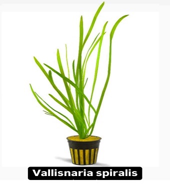 Akvaryum Bitkisi Saz